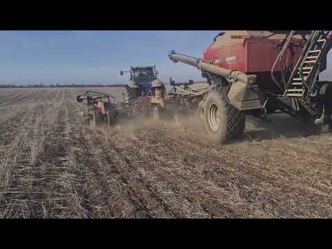 Видео: Посев горчицы жёлтой и белой. No-till