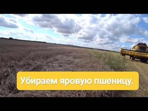 Видео: Убираем яровую пшеницу. 