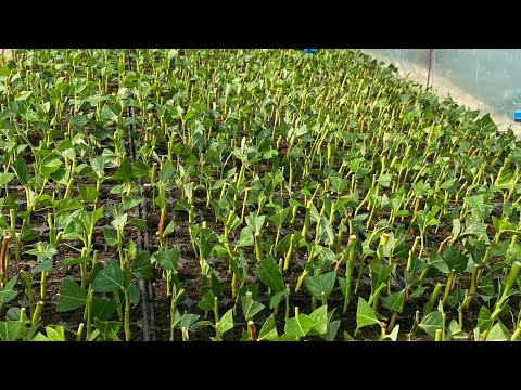 Видео: Зеленое черенкование голубики