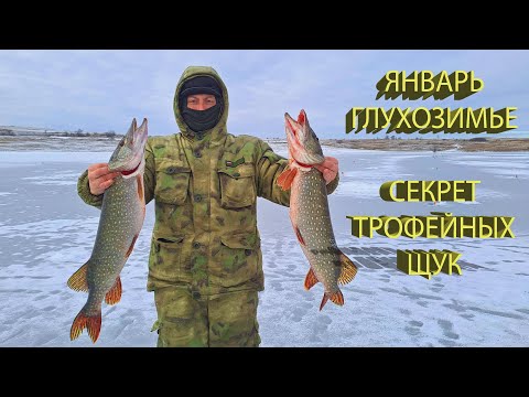 Видео: 🔥 Наловил ТРОФЕЙНЫХ ЩУК - в чем же секрет? Ловля ОСТОРОЖНОЙ щуки на ЖЕРЛИЦЫ с деликатной оснасткой 🔥