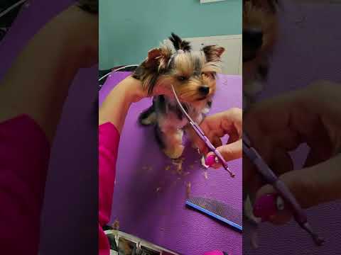 Видео: Стрижка йорка в азиатском стиле
