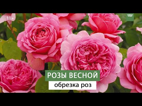 Видео: ОБРЕЗКА РОЗ. РОЗЫ ВЕСНОЙ УХОД