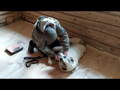 Видео: Пироплазмоз у алабая. Лечение. Восстановление. Профилактика. Препараты.