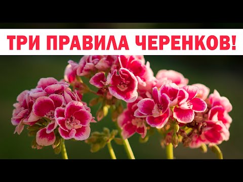 Видео: Срочно! Черенкуем пеларгонию! Три главных секрета черенкования герани