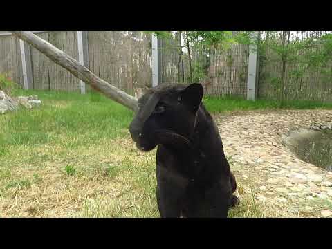 Видео: Черната пантера Окичуко в Софийския зоопарк