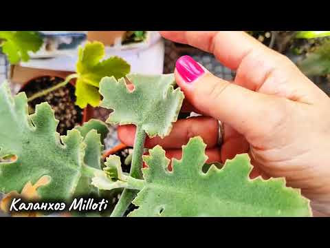 Видео: Обзор новых растений 🌿 #ficus #philodendron #cactus #succulent #plants #urbanjungle #plantlover 