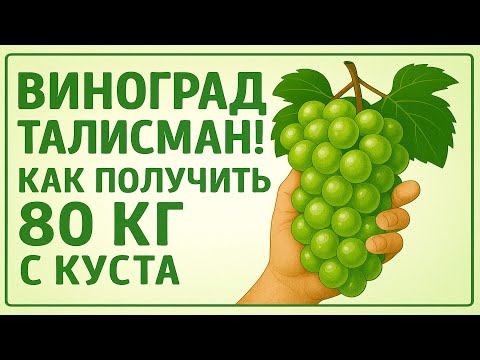 Видео: 🍇 Виноград Талисман: как получить 80 кг с куста. Опыт выращивания. Осенний обзор.