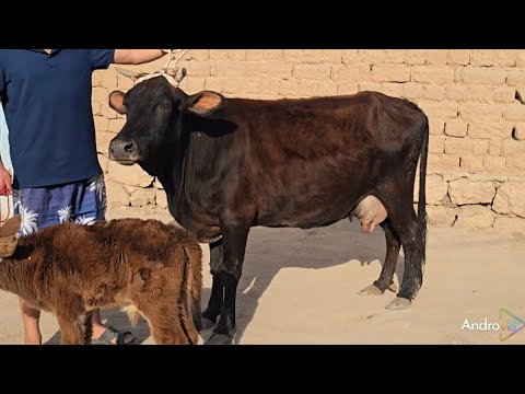 Видео: ⛔️Стоп Стоп Стоп⛔️ Савдо шида рафтан    24.10.2025.г