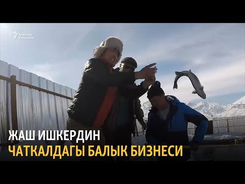 Видео: Кыштоодо балык баккан жаш ишкер Тилек