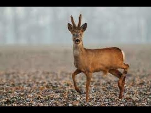 Видео: Коллективная загонная охота. Первый опыт. Косуля.