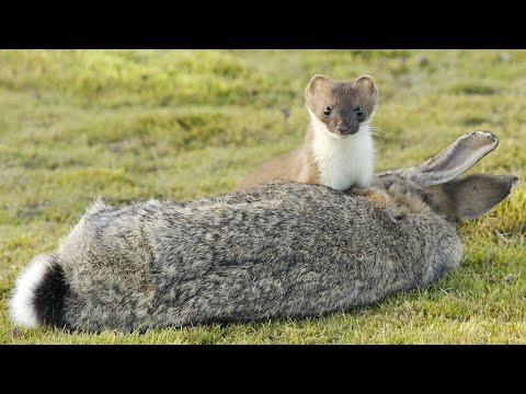 Видео: От него НЕВОЗМОЖНО спастись! Горностай – Маленький истребитель Больших животных!