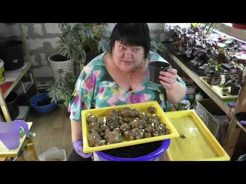 Видео: пробуждение калл и клубней георгин после зимы