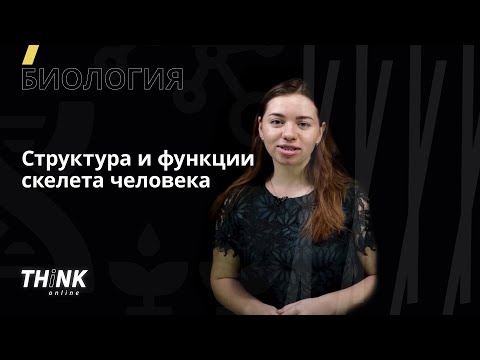 Видео: Структура и функции скелета человека | Биология