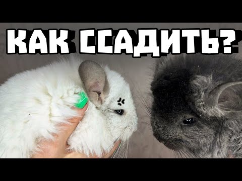 Видео: Самый лучший и быстрый способ ссаживания шиншилл! | Может ли шиншилла прожить одна?