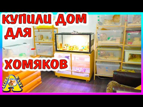 Видео: Где живут наши МОРСКИЕ СВИНКИ, ХОМЯКИ и КРЫСЫ / КУПИЛИ ДОМ  для ХОМЯКОВ /  Alisa Easy Pets