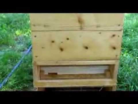 Видео: высокое многофункциональное дно улья http://www.medov.by/ http://carnica.by/ http://www.buckfast.by/