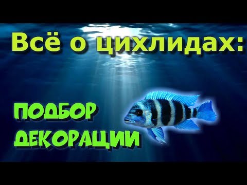 Видео: Советы начинающим заводчикам цихлид (часть 5). Подбор декораций