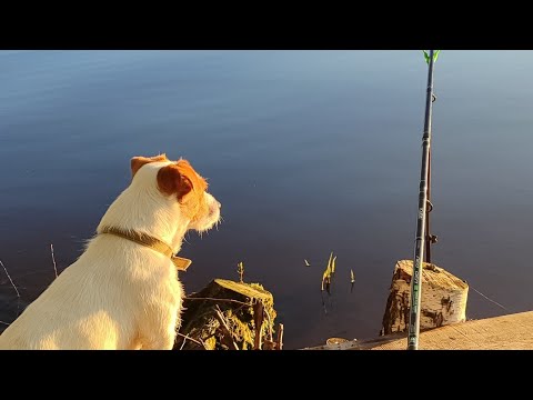 Видео: Рыбалка на фидер. Волга, Чебоксарское водохранилище.