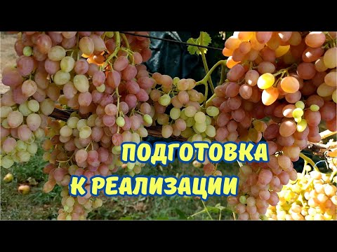 Видео: Виноград для рынка. Рекомендую сортоформы винограда.