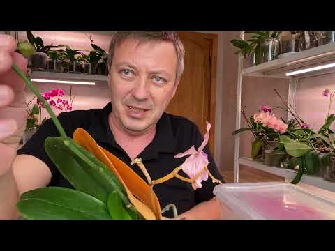 Видео: от ОРХИДЕИ ПОГИБШЕЙ ЖДЁМ ЧУДА а загнившую орхидею спасаем НАДЕЖНЫМ МЕТОДОМ
