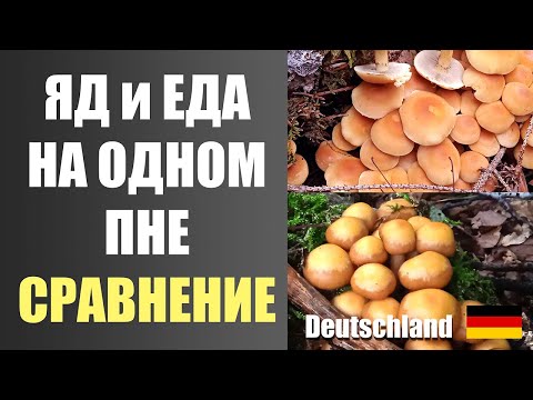 Видео: ЯДОВИТЫЕ ОПЯТА и съедобные НА ОДНОМ ПНЕ! Германия 2025