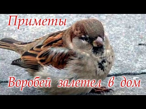 Видео: Воробей постучал в окно #Приметы #Светлана_Веда