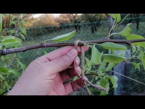 Видео: Как, когда и результаты пригибки деревьев.
