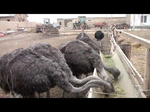 Видео: Зафаробод  Парвариши шутурмург