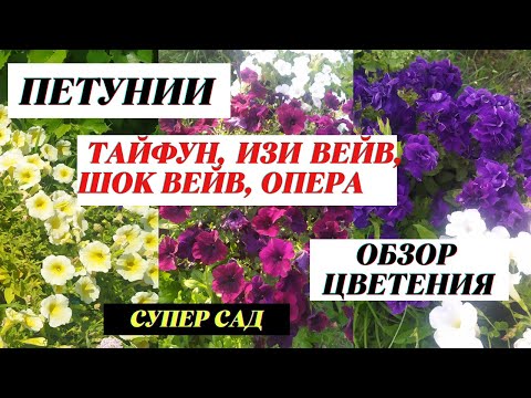 Видео: Петуния Тайфун, Опера, Изи Вейв, Шок Вейв, Мамми, Пандора - обзор цветения