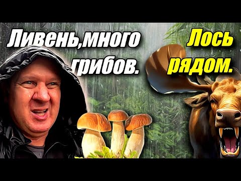 Видео: СОБРАЛ МНОГО ГРИБОВ. ПОПАЛ ПОД ЛИВЕНЬ. ЛОСЬ ГДЕ-ТО РЯДОМ. ПОХОД В ЛЕС.