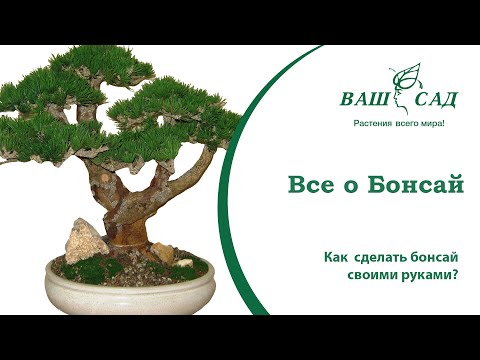 Видео: Бонсай – выращиваем экзотику дома! Советы и рекомендации по уходу за Bonsai - Ваш сад