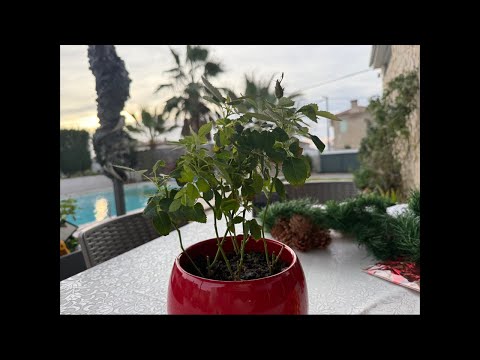 Видео: Мы нужны друг другу 🌹💕😘❤️🩷🌹