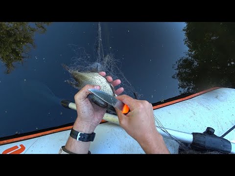 Видео: Не заметил как подплыли браконьеры. Срезал сеть, выпустил рыбу.