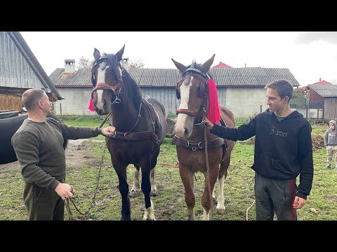 Видео: 💥🥁Володимирівські коні 🐴🥁💥