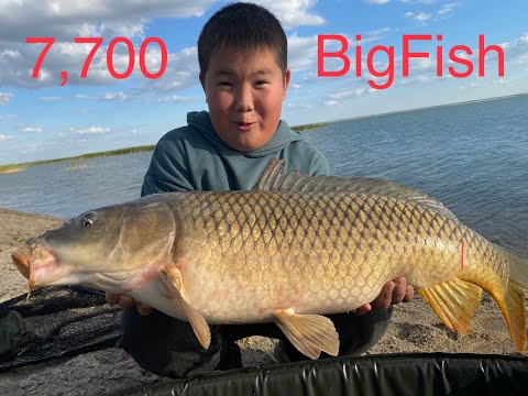 Видео: Огромный Дикий Сазан/BigFish/Супер ЖОР трофейного карпа/Часть 1/