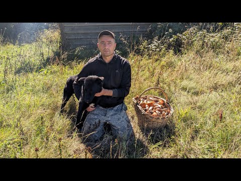 Видео: Повний кошик грибів у диких лісах Карпат.