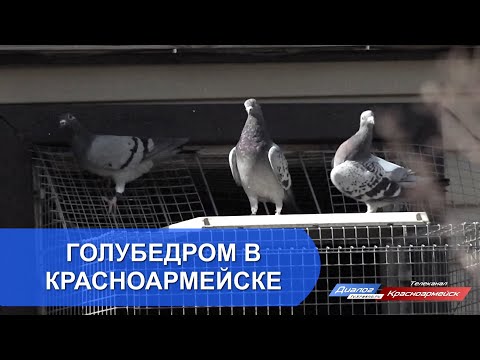 Видео: Голубедром в Красноармейске