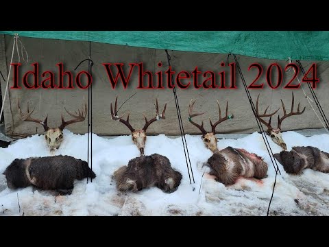 Видео: Охота на белохвостого оленя в Айдахо 2024