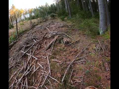 Видео: Грибное царство.Грибов валом везде.#чехия#czechrepublic