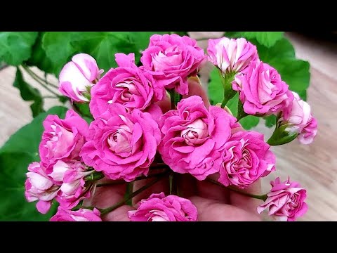 Видео: Красивые пеларгонии, мои новинки, распаковка 2 посылок с интересными сортами