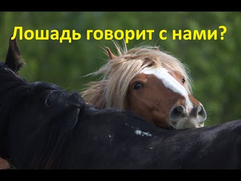 Видео: Как научиться понимать лошадей...