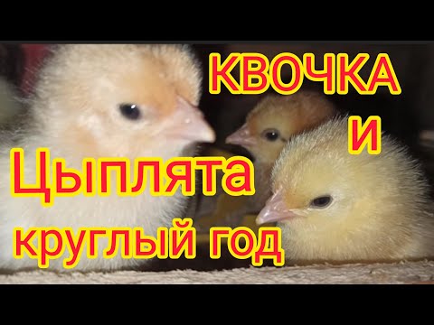 Видео: Цыплята в курятнике без отопления/Куры уходят в наседки... 🐔🐤🐣🐥