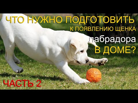 Видео: 🐾🐕📝 Что нужно подготовить к появлению щенка лабрадора в доме? ЧАСТЬ 2