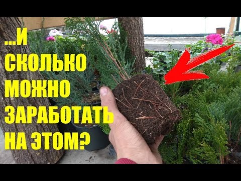 Видео: ОСЕННЕЕ ЧЕРЕНКОВАНИЕ ТУИ И МОЖЖЕВЕЛЬНИКА