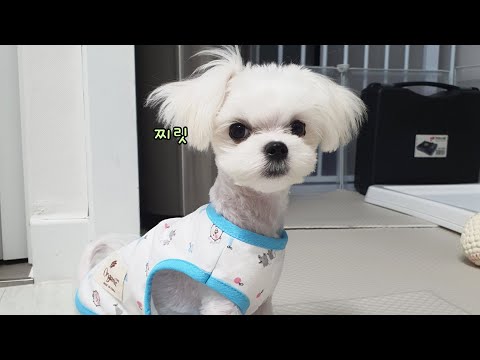Видео: Как обратить внимание на щенка, который некомфортно одевается