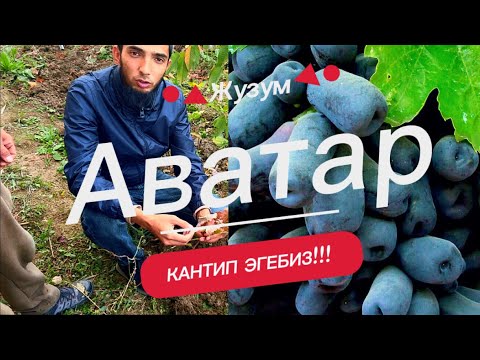 Видео: +996555887633  Аватар Жузумду Кантип Эгебиз???