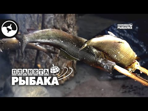 Видео: Зимняя рыбалка. Хариус. Деревня саамов | Планета рыбака