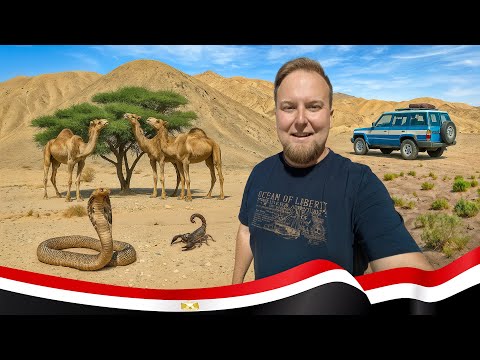 Видео: 🇪🇬 Єгипет 2025. Прихований скарб пустелі! Дикий оазис El Malacha. Елітний курорт Ель-Гуна