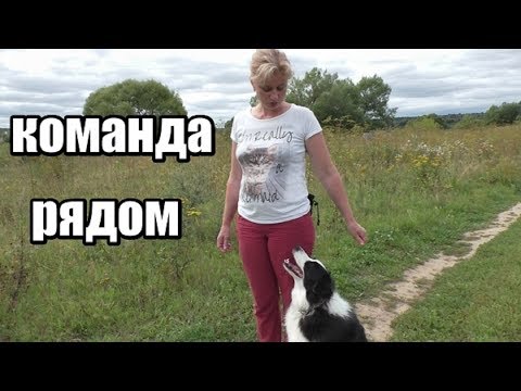 Видео: Как научить собаку выполнять команду "Рядом". Дрессировка собак