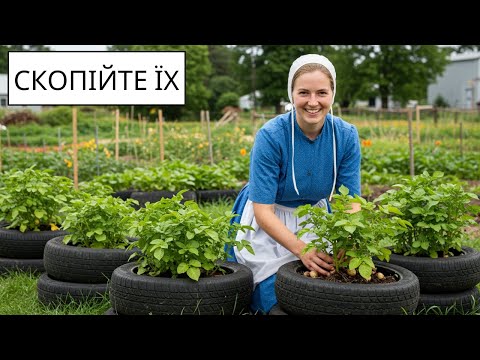 Видео: Секрети амішів у садівництві: більше врожаю з меншими зусиллями